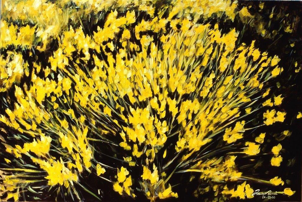 Ginestra in fiore