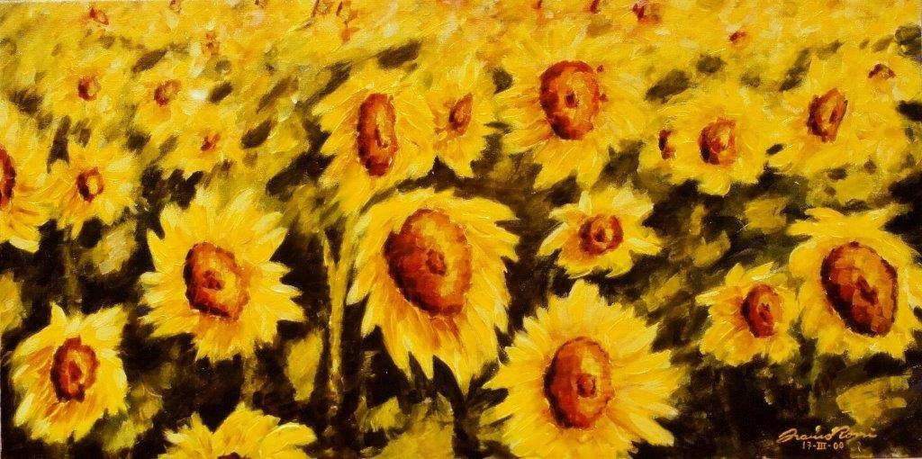Girasoli inizio tramonto