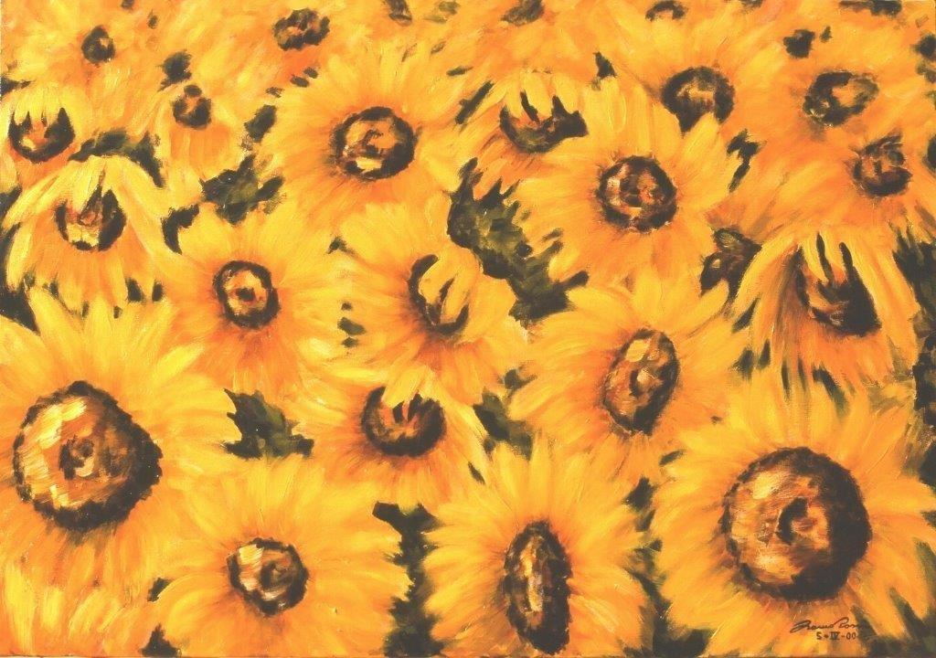 Girasoli tramonto