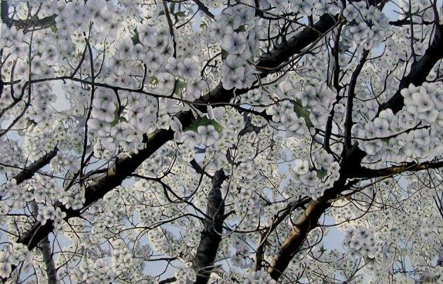 All’ombra di un ciliegio in fiore