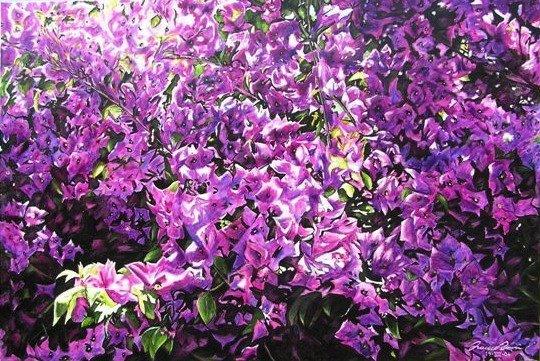 Bouganvillea