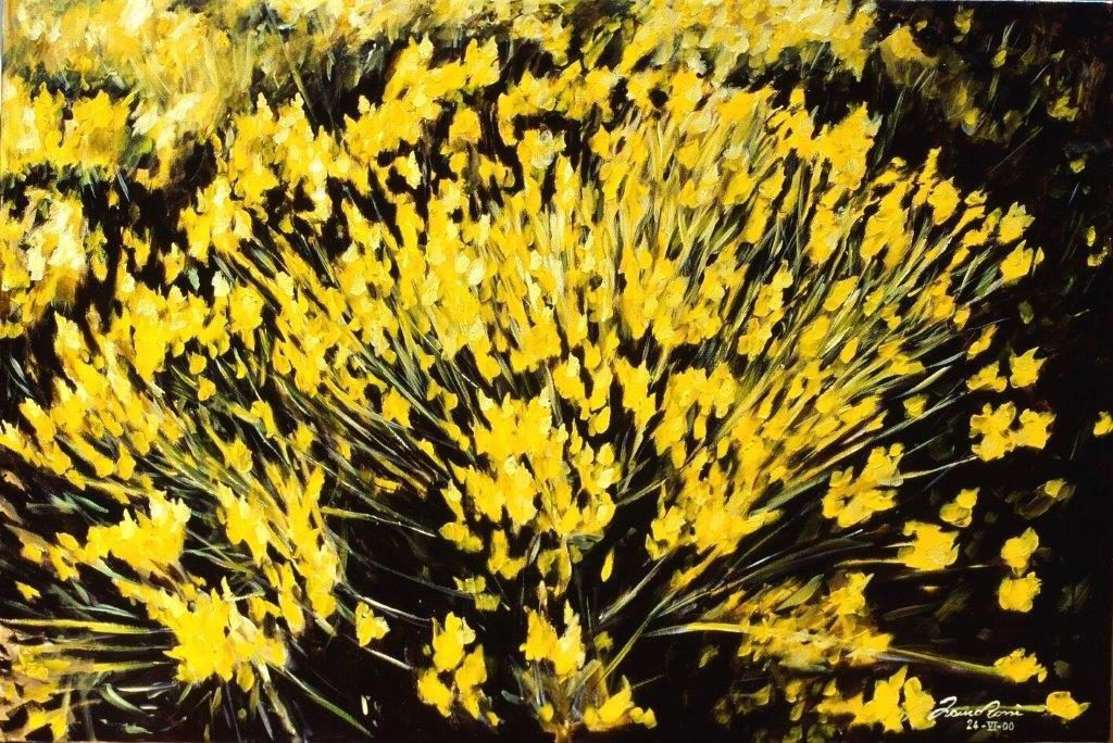 Ginestra in fiore