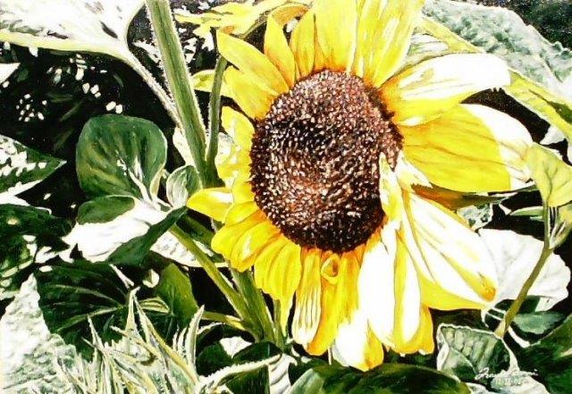 Tra i girasoli